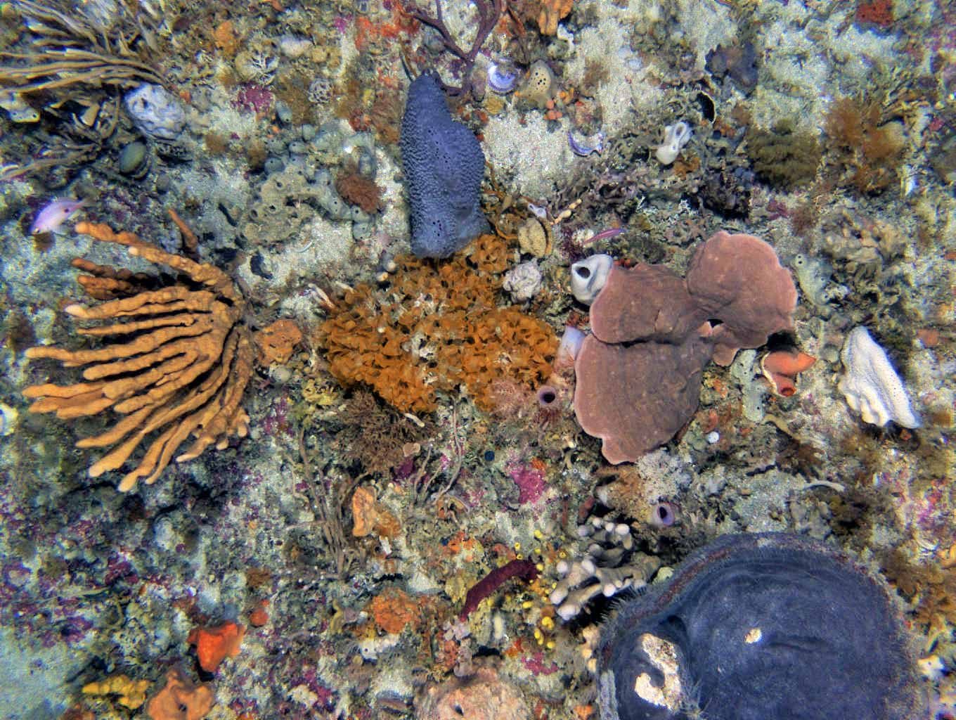 Sponges and marine life on the Tasmanian reef