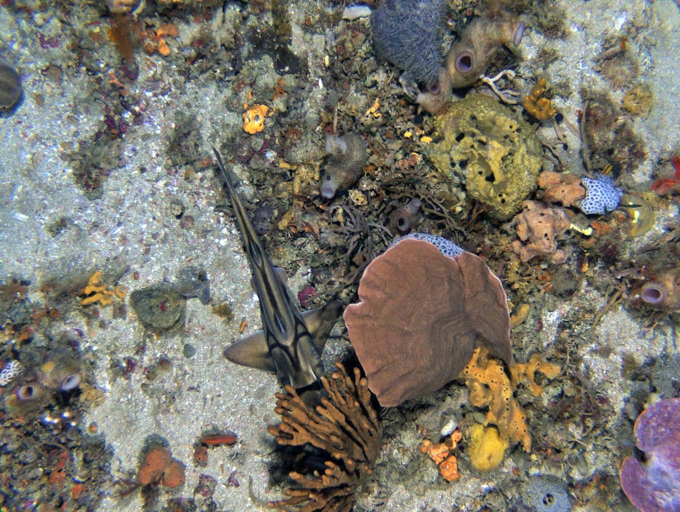 Colourful sponges, fish and marine life captured by AUV